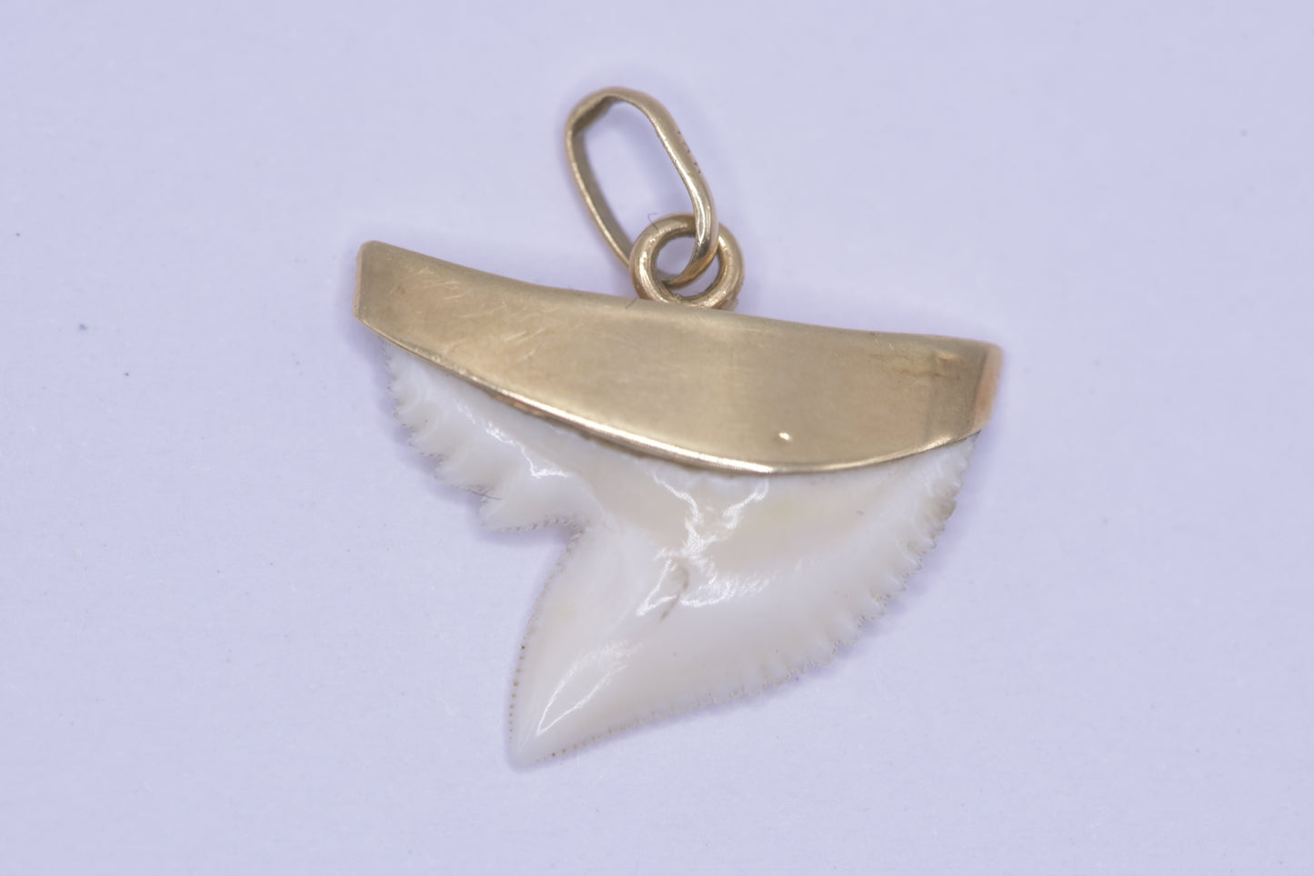 Shark tooth pendant